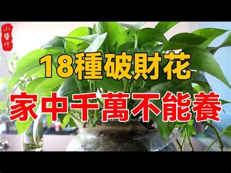 前陽台 招財植物|陽台植物招財妙招！4種植物讓你財源滾滾來 